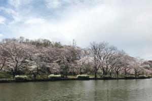 大池沿いの桜