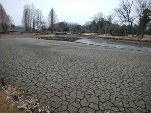 天日干しをした後の大池の様子