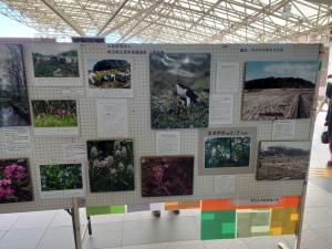 埼玉県生態系保護協会上尾支部・藤波中分の自然を守る会展示