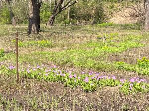 サクラソウ科サクラソウ属に分類される草本 性植物