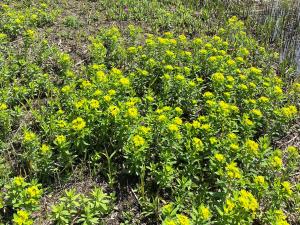 サクラソウ科サクラソウ属に分類される草本 性植物