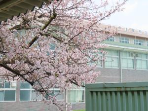 桜