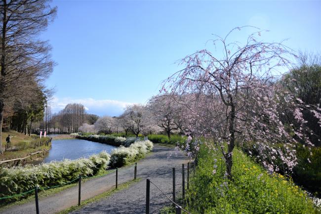 上尾さくらまつり