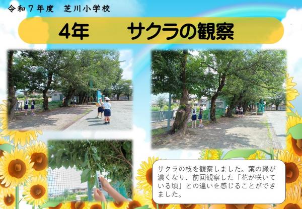4年　サクラ