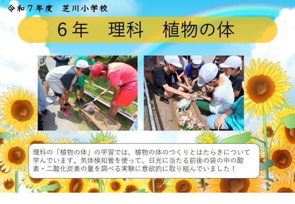 6年　理科