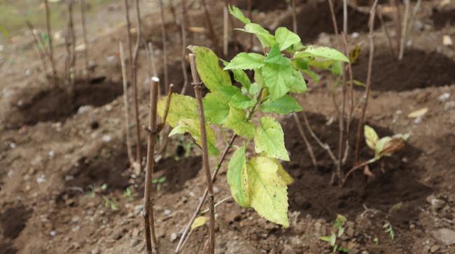 植樹したアジサイ2