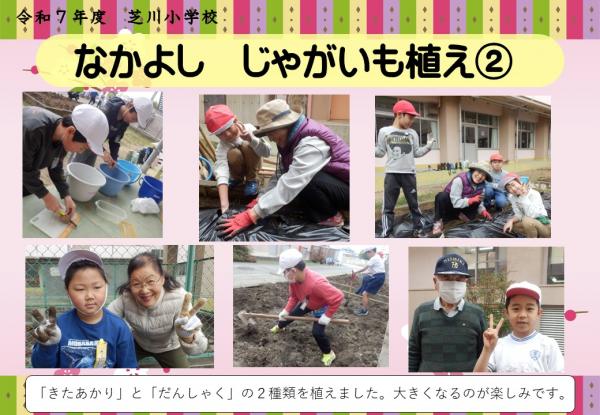 なかよし　じゃがいも