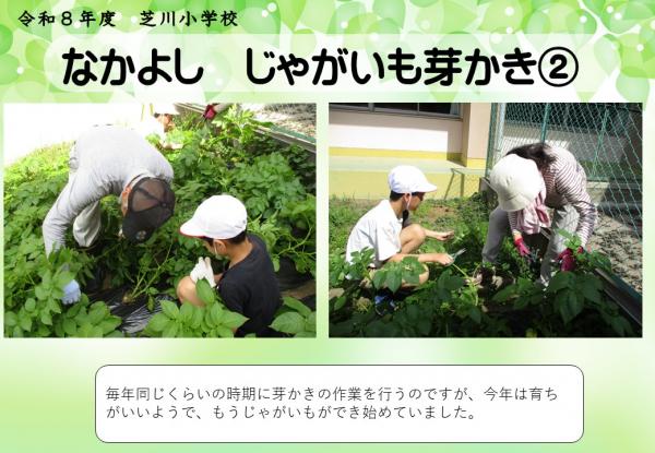 なかよし　じゃがいも