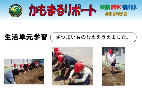 さつまいも植え