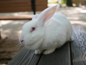 うさぎ