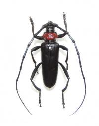 オス