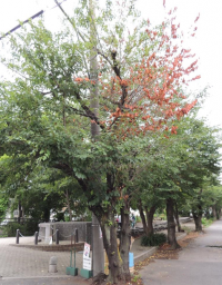 被害にあい、一部が枯れている桜
