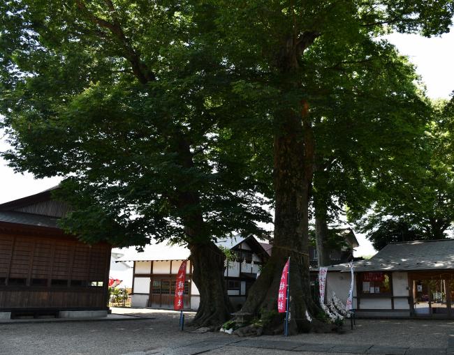 八枝神社の境内ケヤキ・エノキ群