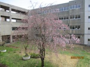 中庭しだれ桜
