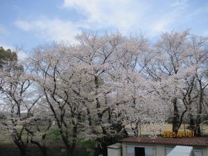 駐車場の桜