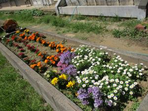 中庭の花